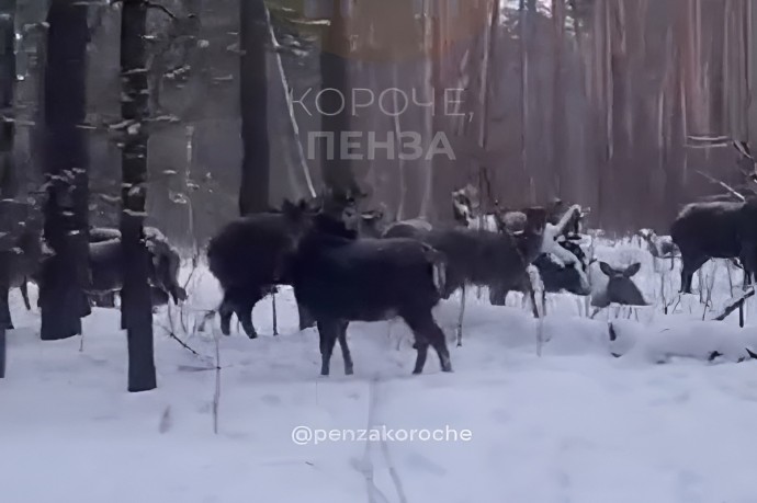 Целое стадо оленей встретили жители Пензенской области рядом с одной из турбаз