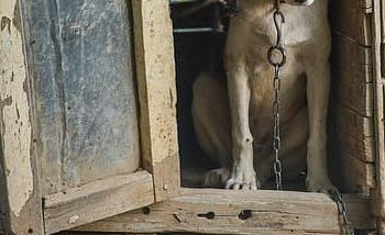 В Приамурье женщина пострадала от нападения алабая