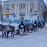 Мчащихся по улицам российского города оленей сняли на видео