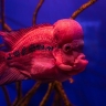 Кусочек моря дома. Каких необычных аквариумных животных продают во Владивостоке?