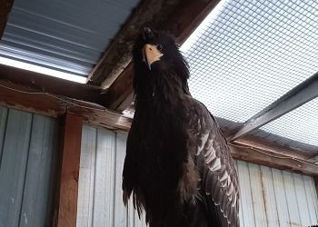 Истощенного краснокнижного орлана нашли на севере Приамурья