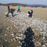 Толпы приморцев рванули на пляж собирать дары моря после шторма...