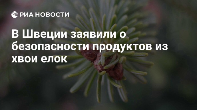 В Швеции заявили о безопасности продуктов из хвои елок