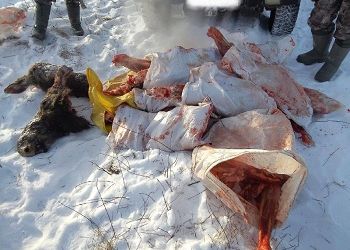 В Приамурье задержали браконьеров на окровавленном УАЗе