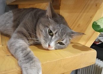 Овны легко справятся с любой проблемой, Козерогам стоит отделять мух от кофе