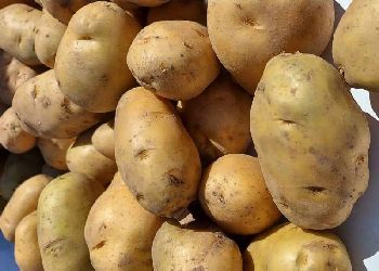 В Приамурье импортировали из Китая около двух тысяч тонн картофеля