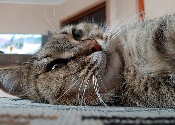 Ракам лучше держаться подальше от больших скоплений народа, Водолеев обманет первое впечатление
