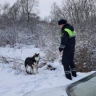Спасенный сотрудниками ДПС в Мордовии хаски нашел новую семью