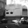 Бездомные собаки растерзали птиц в частном подворье под Астраханью