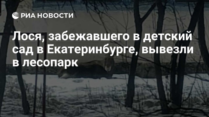 Лося, забежавшего в детский сад в Екатеринбурге, вывезли в лесопарк