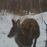 В Забайкалье фотоловушки засняли самцов кабарги