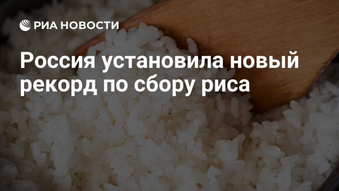 Россия установила новый рекорд по сбору риса