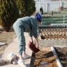 Что посадить сейчас, чтобы участок преобразился уже весной