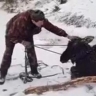 В Пензенской области спасли провалившегося под лед лосенка
