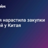 Россия нарастила закупки овощей у Китая