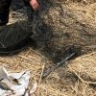 Свежую рыбу и икру на рынках Астрахани министр назвал браконьерской