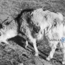 В селе Бурятии заживо сгорели пять коз и свинья