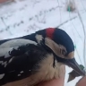 Костромич спас жизнь дятлу с помощью шубы: видео