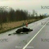 В Калининградской области сбили лося
