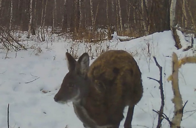 В Забайкалье фотоловушки засняли самцов кабарги