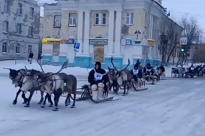 Мчащихся по улицам российского города оленей сняли на видео