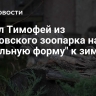 Манул Тимофей из Московского зоопарка набрал "идеальную форму" к зиме