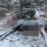 В Башкирии мужчина во время прогулки в лесу нашел трупы лосей