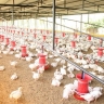 Германия — Птичий грипп: мутация H5N1 может стать катастрофой