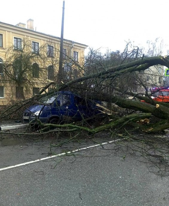 Липа диаметром 90 см в Пушкине рухнула на машину и целиком перекрыла улицу