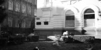 Бездомные собаки растерзали птиц в частном подворье под Астраханью