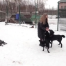 Дима Билан перевел больше 100 тысяч ярославскому приюту для животных