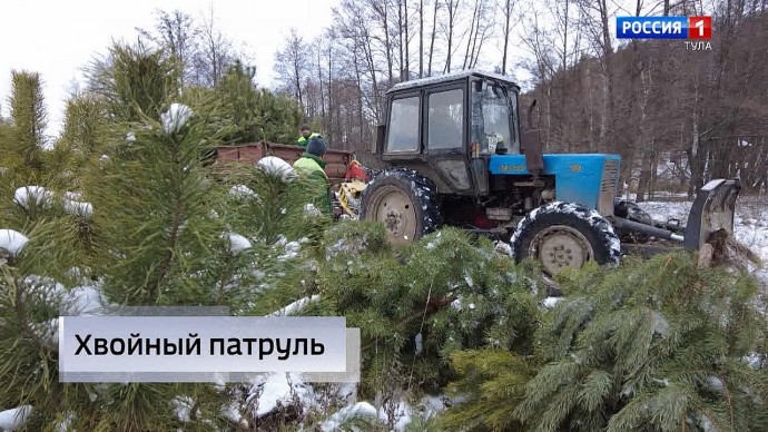 В тульской полиции сообщили суммы штрафов за незаконную рубку ёлок