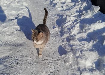 В Приамурье вернутся ночные морозы