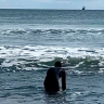 На Кунашире спасли морскую свинью, застрявшую во льдах