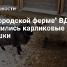 На "Городской ферме" ВДНХ поселились карликовые барашки...
