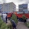 12 незаконных ёлочных базаров выявили в Симферополе
