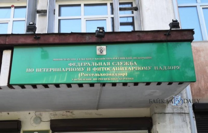 В Бурятии проверят сообщение о кладбище собак