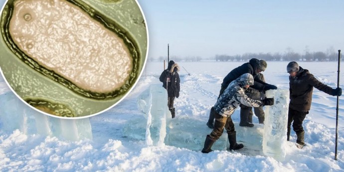 Учёные нашли зомби-вирусы в вечной мерзлоте Сибири Учёные нашли зомби-вирусы в вечной мерзлоте Сибири
