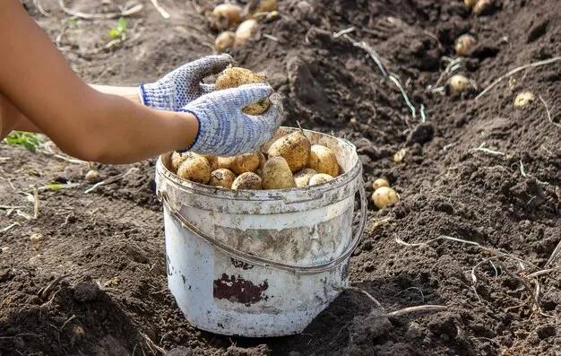 ​За продажу картофеля и других овощей с дач грозит штраф, предупредил юрист