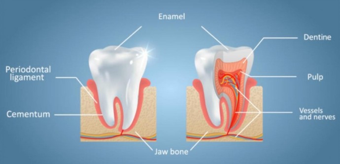 В Корее придумали пластырь, который помогает зубам наращивать поврежденные участки В Корее придумали пластырь, который помогает зубам наращивать поврежденные участки