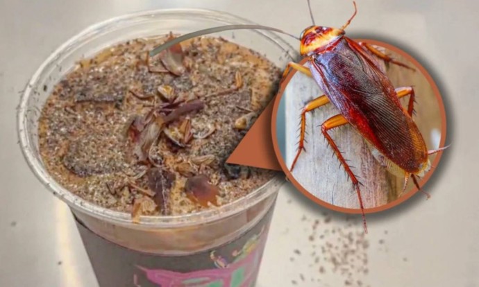 В Китае начали продавать кофе с тараканами и мучными червями В Китае начали продавать кофе с тараканами и мучными червями