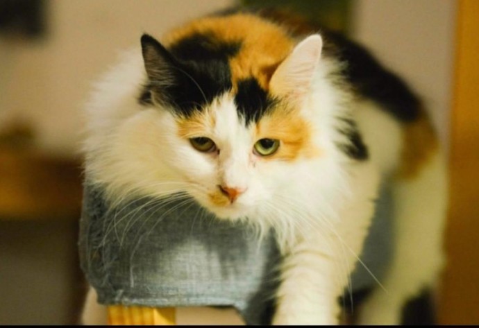 Человечество так и не поняло, с какой стороны подойти к коту