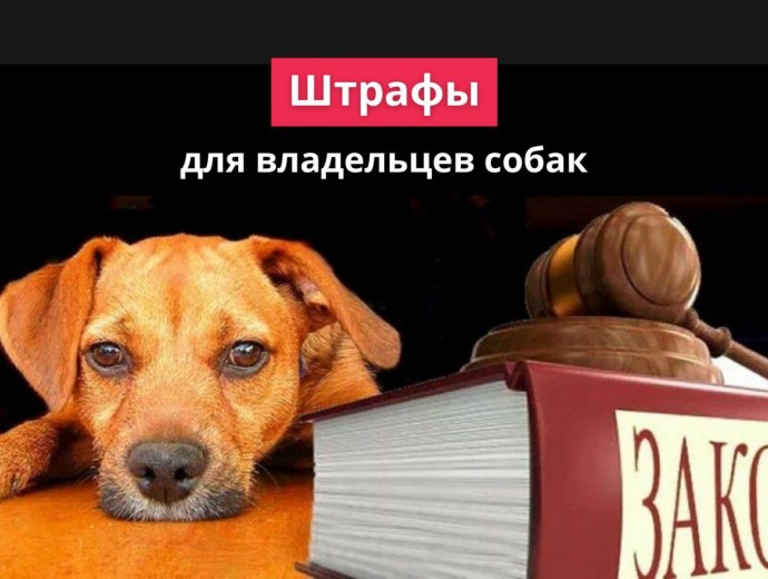 За что можно пожаловаться на владельцев собак? За что можно пожаловаться на владельцев собак?