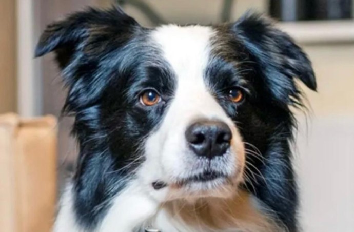 Исследование выделило качества, которые отличают гениальных собак Исследование выделило качества, которые отличают гениальных собак